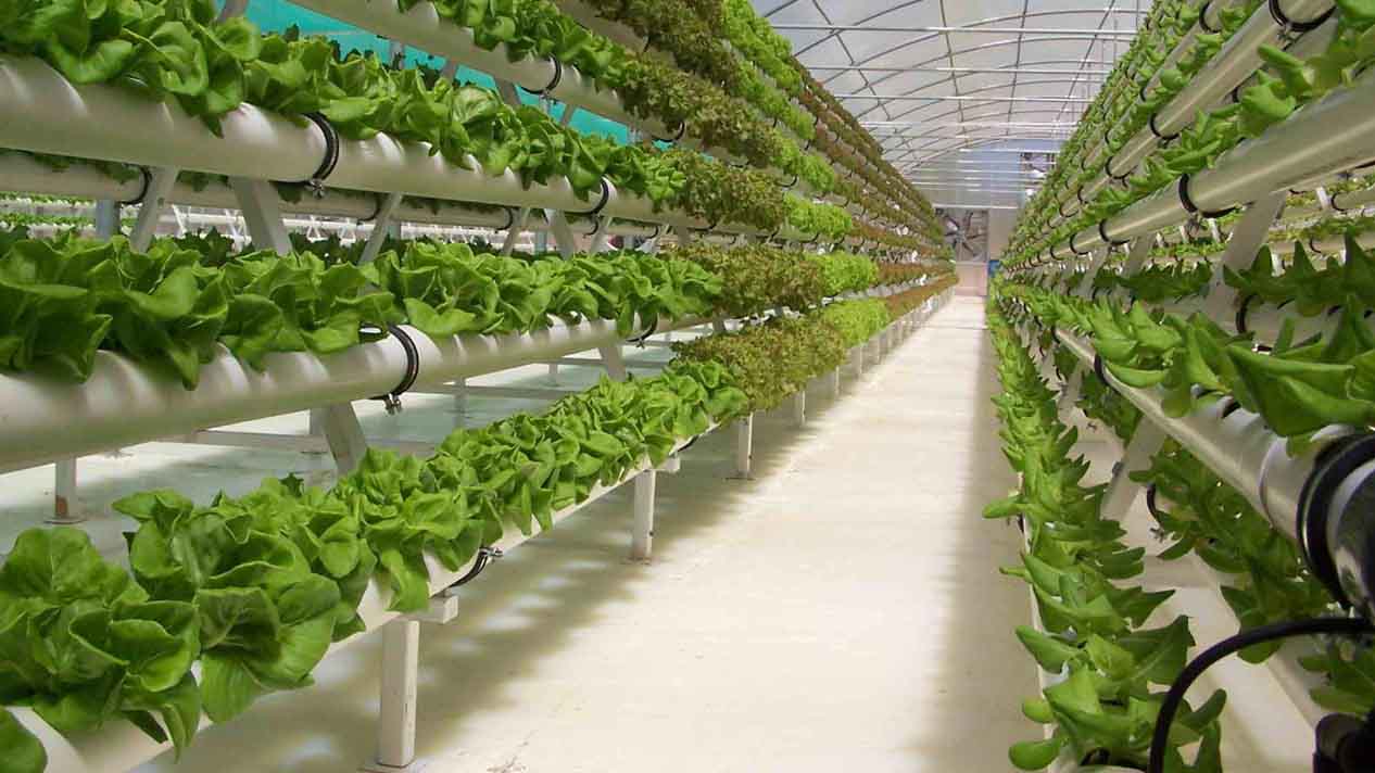 idroponica coltivazione